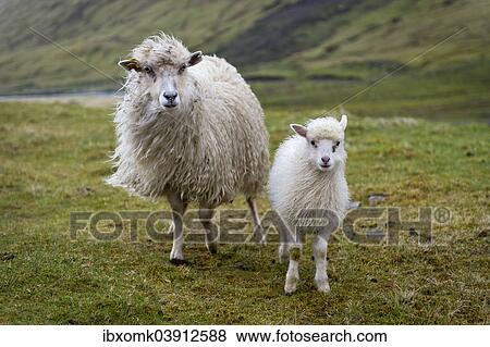 "Ewe with lamb, Streymoy, Faroe Islands, Denmark, Europe" View Large Photo Image Stock Photo - "Ewe with lamb, Streymoy, Faroe Islands, Denmark, Europe". Fotosearch
