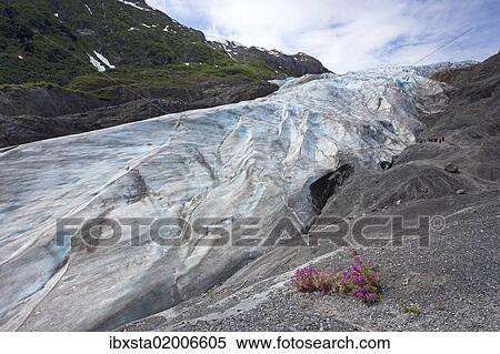 "Exit Glacier belongs to the Kenai Mountains and is fed by the Harding Icefield, Kenai Peninsula, Alaska, USA" View Large Photo Image Stock Photography - "Exit Glacier belongs to the Kenai Mountains and is fed by the Harding Icefield, Kenai Peninsula, Alaska, USA". Fotosearch