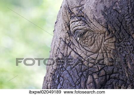 "Eye, African Bush Elephant (Loxodonta africana), Lake Manyara National Park, Tanzania, Africa" View Large Photo Image Stock Photo - "Eye, African Bush Elephant (Loxodonta africana), Lake Manyara National Park, Tanzania, Africa". Fotosearch