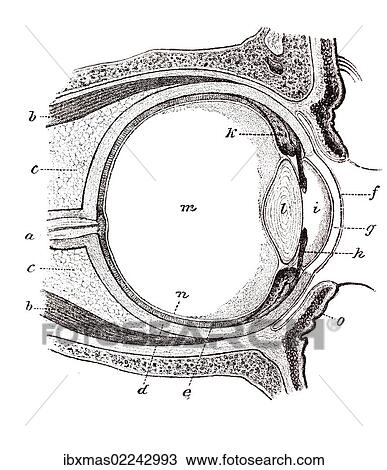 "Eye, anatomical illustration" View Large Photo Image Stock Image - "Eye, anatomical illustration". Fotosearch