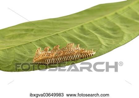 Stock Image - "Eye-catchingly shaped egg sac of an unknown insect species, probably a mantis (Mantodea), Tambopata Nature Reserve, Madre de Dios Region, Peru, South America". Fotosearch