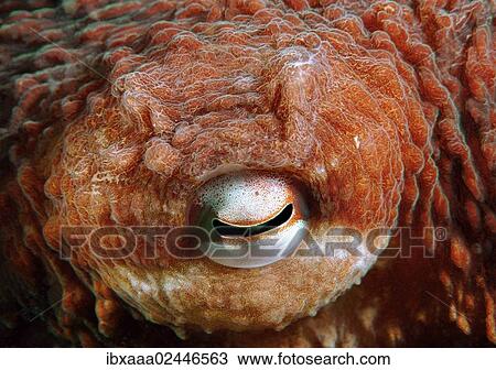 "Eye of a Giant Pacific octopus or North Pacific giant octopus (Enteroctopus dofleini), Japan Sea, Primorsky Krai, Russian Federation" View Large Photo Image Stock Image - "Eye of a Giant Pacific octopus or North Pacific giant octopus (Enteroctopus dofleini), Japan Sea, Primorsky Krai, Russian Federation". Fotosearch