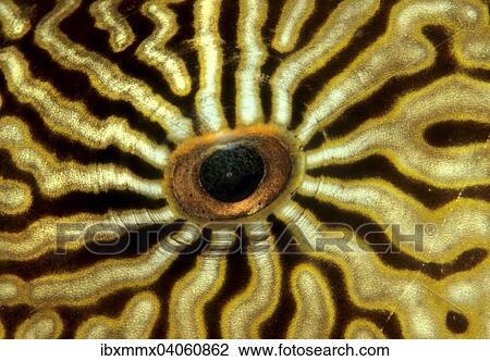 "Eye of a Map Puffer or Map Pufferfish (Arothron mappa), Indonesia, Asia" View Large Photo Image Stock Image - "Eye of a Map Puffer or Map Pufferfish (Arothron mappa), Indonesia, Asia". Fotosearch