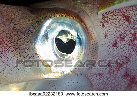 "Eye of Bigfin reef squid (Sepioteuthis lessoniana), Red Sea, Egypt, Africa" View Large Photo Image Stock Image - "Eye of Bigfin reef squid (Sepioteuthis lessoniana), Red Sea, Egypt, Africa". Fotosearch
