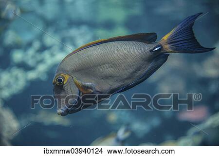 Picture - Eyestripe Surgeonfish (Acanthurus dussumieri). Fotosearch