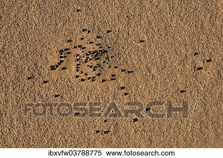 "Faeces of desert animals, Sossusvlei, Namib Naukluft Park, Namibia, Africa" View Large Photo Image Stock Photography - "Faeces of desert animals, Sossusvlei, Namib Naukluft Park, Namibia, Africa". Fotosearch