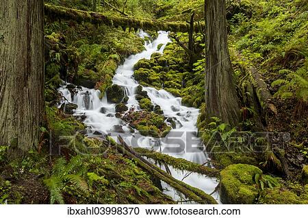 "Fairy Falls, waterfall in the Columbia River Gorge, Portland, Oregon, United States, North America" View Large Photo Image Stock Image - "Fairy Falls, waterfall in the Columbia River Gorge, Portland, Oregon, United States, North America". Fotosearch