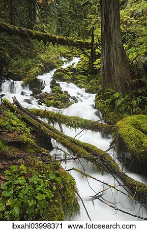 "Fairy Falls, waterfall in the Columbia River Gorge, Portland, Oregon, United States, North America" View Large Photo Image Stock Image - "Fairy Falls, waterfall in the Columbia River Gorge, Portland, Oregon, United States, North America". Fotosearch