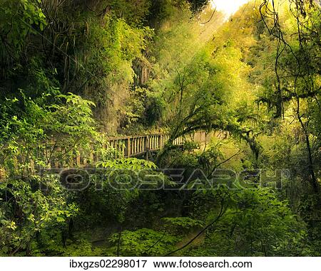 Stock Photo - "Fairytale forest with a wooden bridge, North Island, New Zealand, composing, Oceania". Fotosearch