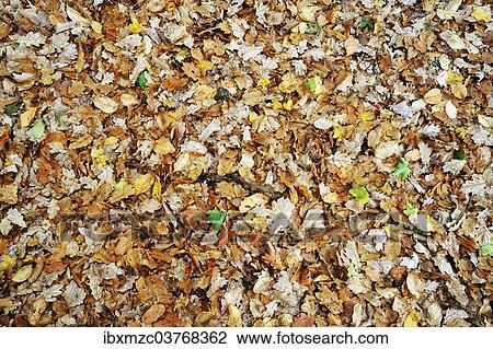 "Fallen autumn leaves of an English Oak (Quercus robur), Germany, Europe" View Large Photo Image Stock Image - "Fallen autumn leaves of an English Oak (Quercus robur), Germany, Europe". Fotosearch