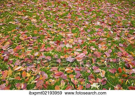 Stock Photo - "Fallen autumn leaves on a green grass lawn, Montreal, Quebec, Canada, North America". Fotosearch