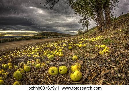 "Fallen fruit in autumn, apples, Thuringia, Germany, Europe" View Large Photo Image Stock Image - "Fallen fruit in autumn, apples, Thuringia, Germany, Europe". Fotosearch