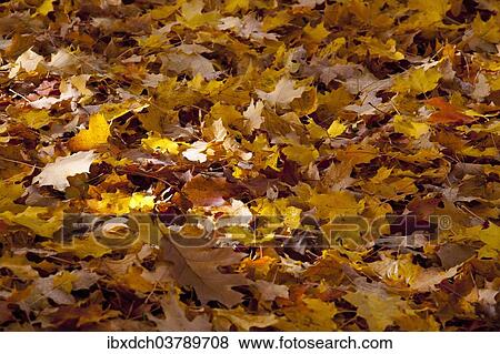 "Fallen leaves on the ground in autumn, Quebec, Canada, North America" View Large Photo Image Stock Photo - "Fallen leaves on the ground in autumn, Quebec, Canada, North America". Fotosearch