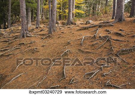 "Fallen pine needles (Pinus) and exposed roots in a forest in autumn, Rawdon, Quebec Province, Canada, North America" View Large Photo Image Stock Photo - "Fallen pine needles (Pinus) and exposed roots in a forest in autumn, Rawdon, Quebec Province, Canada, North America". Fotosearch
