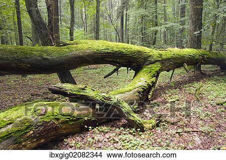 Picture - "Fallen tree, moss-covered, Bialowieza Forest, Bialowieza National Park, Poland, Europe". Fotosearch