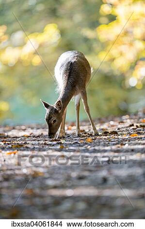 "Fallow deer (Cervus dama) on an autumn day, captive, Palatinate Forest, Rhineland-Palatinate, Germany, Europe" View Large Photo Image Picture - "Fallow deer (Cervus dama) on an autumn day, captive, Palatinate Forest, Rhineland-Palatinate, Germany, Europe". Fotosearch