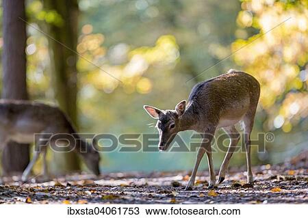 "Fallow deer (Cervus dama) on an autumn day, captive, Palatinate Forest, Rhineland-Palatinate, Germany, Europe" View Large Photo Image Stock Image - "Fallow deer (Cervus dama) on an autumn day, captive, Palatinate Forest, Rhineland-Palatinate, Germany, Europe". Fotosearch