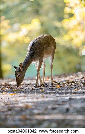"Fallow deer (Cervus dama) on an autumn day, captive, Palatinate Forest, Rhineland-Palatinate, Germany, Europe" View Large Photo Image Stock Image - "Fallow deer (Cervus dama) on an autumn day, captive, Palatinate Forest, Rhineland-Palatinate, Germany, Europe". Fotosearch