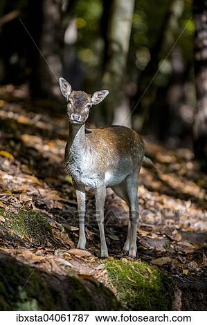 "Fallow deer (Cervus dama) on an autumn day, captive, Palatinate Forest, Rhineland-Palatinate, Germany, Europe" View Large Photo Image Stock Photo - "Fallow deer (Cervus dama) on an autumn day, captive, Palatinate Forest, Rhineland-Palatinate, Germany, Europe". Fotosearch