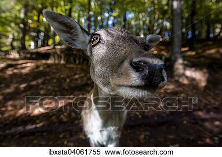 "Fallow deer (Cervus dama) on an autumn day, captive, Palatinate Forest, Rhineland-Palatinate, Germany, Europe" View Large Photo Image Stock Photography - "Fallow deer (Cervus dama) on an autumn day, captive, Palatinate Forest, Rhineland-Palatinate, Germany, Europe". Fotosearch