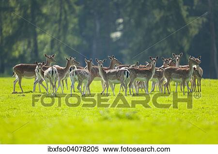 "Fallow deer (Dama dama), a herd of hinds and calves standing in a meadow, captive, Lower Saxony, Germany, Europe" View Large Photo Image Stock Photography - "Fallow deer (Dama dama), a herd of hinds and calves standing in a meadow, captive, Lower Saxony, Germany, Europe". Fotosearch