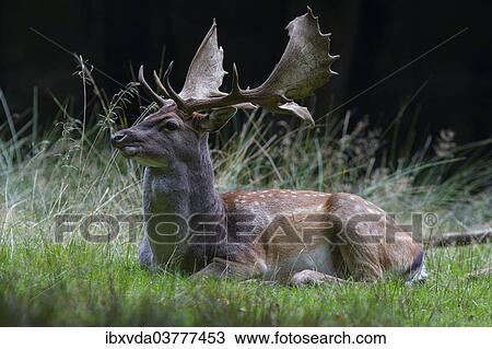 "Fallow deer (Dama dama), buck on forest clearing, Arnsberg Forest, North Rhine-Westphalia, Germany, Europe" View Large Photo Image Stock Image - "Fallow deer (Dama dama), buck on forest clearing, Arnsberg Forest, North Rhine-Westphalia, Germany, Europe". Fotosearch