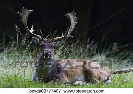 "Fallow deer (Dama dama), buck on forest clearing, Arnsberg Forest, North Rhine-Westphalia, Germany, Europe" View Large Photo Image Stock Photo - "Fallow deer (Dama dama), buck on forest clearing, Arnsberg Forest, North Rhine-Westphalia, Germany, Europe". Fotosearch