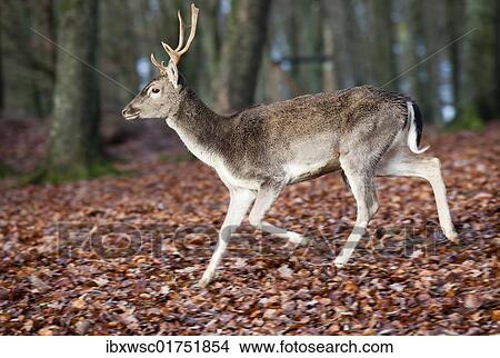 "Fallow Deer (Dama dama), buck" View Large Photo Image Picture - "Fallow Deer (Dama dama), buck". Fotosearch
