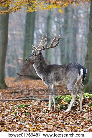 "Fallow Deer (Dama dama), buck" View Large Photo Image Stock Photo - "Fallow Deer (Dama dama), buck". Fotosearch
