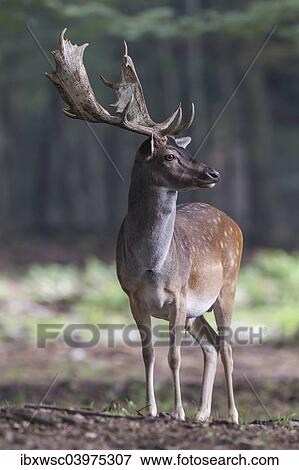 "Fallow Deer (Dama dama), buck, captive, Vulkaneifel, Eifel, Rhineland-Palatinate, Germany, Europe" View Large Photo Image Stock Photo - "Fallow Deer (Dama dama), buck, captive, Vulkaneifel, Eifel, Rhineland-Palatinate, Germany, Europe". Fotosearch