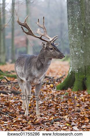Fallow Deer (Dama dama) buck View Large Photo Image Stock Photograph - Fallow Deer (Dama dama) buck. Fotosearch