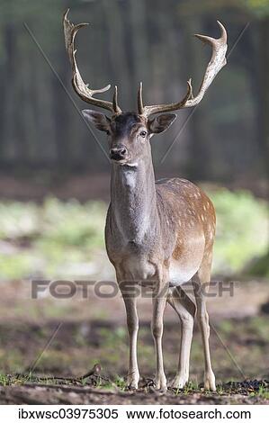 "Fallow Deer (Dama dama), buck, captive, Vulkaneifel, Eifel, Rhineland-Palatinate, Germany, Europe" View Large Photo Image Stock Photography - "Fallow Deer (Dama dama), buck, captive, Vulkaneifel, Eifel, Rhineland-Palatinate, Germany, Europe". Fotosearch