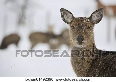 "Fallow Deer (Dama dama), captive, Upper Austria, Austria Europe" View Large Photo Image Stock Image - "Fallow Deer (Dama dama), captive, Upper Austria, Austria Europe". Fotosearch