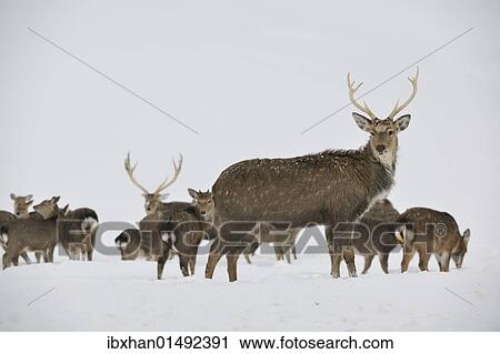 "Fallow Deer (Dama dama), captive, Upper Austria, Austria Europe" View Large Photo Image Stock Image - "Fallow Deer (Dama dama), captive, Upper Austria, Austria Europe". Fotosearch