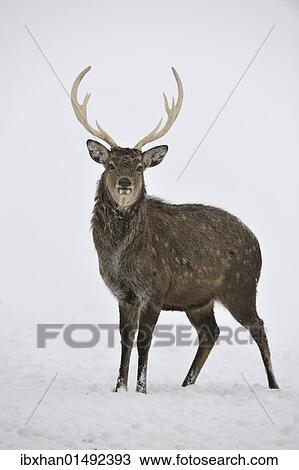 "Fallow Deer (Dama dama), captive, Upper Austria, Austria Europe" View Large Photo Image Stock Image - "Fallow Deer (Dama dama), captive, Upper Austria, Austria Europe". Fotosearch