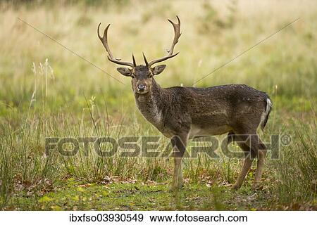 "Fallow Deer (Dama dama), captive, Saxony, Germany, Europe" View Large Photo Image Stock Photo - "Fallow Deer (Dama dama), captive, Saxony, Germany, Europe". Fotosearch