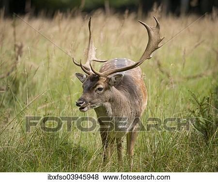 "Fallow Deer (Dama dama), captive, Saxony, Germany, Europe" View Large Photo Image Stock Photo - "Fallow Deer (Dama dama), captive, Saxony, Germany, Europe". Fotosearch