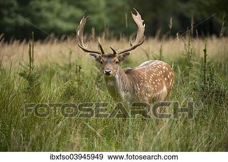 "Fallow Deer (Dama dama), captive, Saxony, Germany, Europe" View Large Photo Image Stock Photo - "Fallow Deer (Dama dama), captive, Saxony, Germany, Europe". Fotosearch