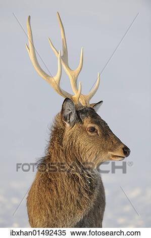 "Fallow Deer (Dama dama), captive, Upper Austria, Austria Europe" View Large Photo Image Stock Photography - "Fallow Deer (Dama dama), captive, Upper Austria, Austria Europe". Fotosearch