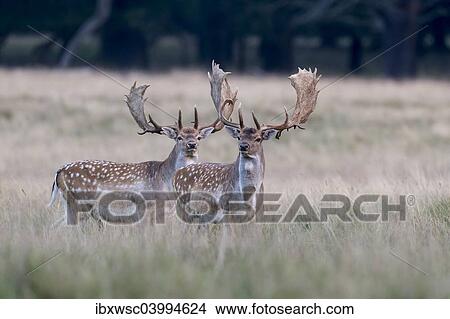 "Fallow deer (Dama dama), Copenhagen, Denmark, Europe" View Large Photo Image Picture - "Fallow deer (Dama dama), Copenhagen, Denmark, Europe". Fotosearch