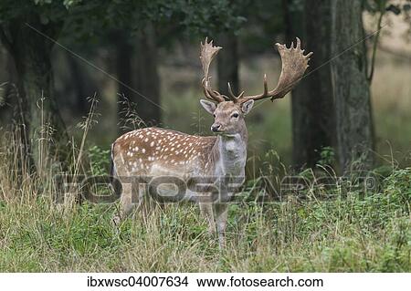 "Fallow Deer (Dama dama), Copenhagen, Denmark, Europe" View Large Photo Image Picture - "Fallow Deer (Dama dama), Copenhagen, Denmark, Europe". Fotosearch