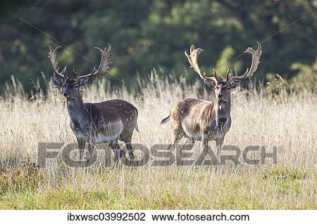 "Fallow Deer (Dama dama), Copenhagen, Denmark, Europe" View Large Photo Image Stock Image - "Fallow Deer (Dama dama), Copenhagen, Denmark, Europe". Fotosearch
