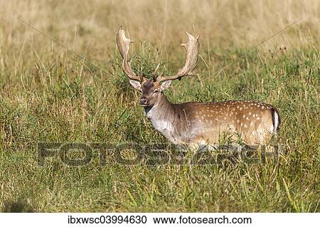 "Fallow deer (Dama dama), Copenhagen, Denmark, Europe" View Large Photo Image Stock Image - "Fallow deer (Dama dama), Copenhagen, Denmark, Europe". Fotosearch