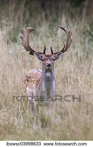 "Fallow Deer (Dama dama), Copenhagen, Denmark, Europe" View Large Photo Image Stock Image - "Fallow Deer (Dama dama), Copenhagen, Denmark, Europe". Fotosearch