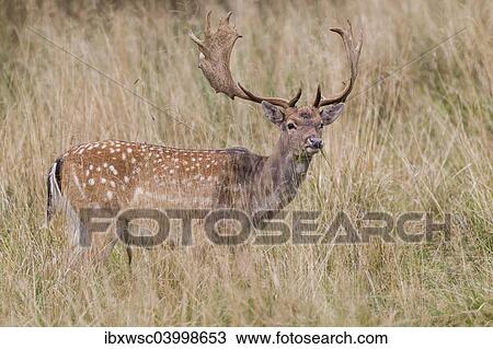 "Fallow Deer (Dama dama), Copenhagen, Denmark, Europe" View Large Photo Image Stock Image - "Fallow Deer (Dama dama), Copenhagen, Denmark, Europe". Fotosearch