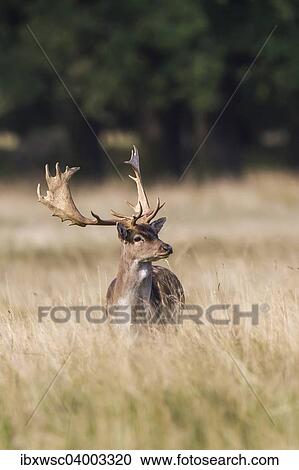 "Fallow Deer (Dama dama), Copenhagen, Denmark, Europe" View Large Photo Image Stock Image - "Fallow Deer (Dama dama), Copenhagen, Denmark, Europe". Fotosearch
