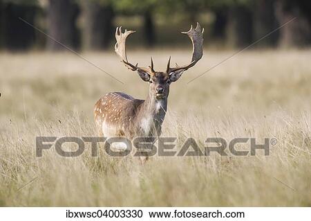 "Fallow Deer (Dama dama), Copenhagen, Denmark, Europe" View Large Photo Image Stock Image - "Fallow Deer (Dama dama), Copenhagen, Denmark, Europe". Fotosearch
