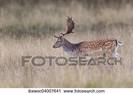 "Fallow Deer (Dama dama), Copenhagen, Denmark, Europe" View Large Photo Image Stock Image - "Fallow Deer (Dama dama), Copenhagen, Denmark, Europe". Fotosearch