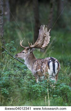 "Fallow Deer (Dama dama), Copenhagen, Denmark, Europe" View Large Photo Image Stock Image - "Fallow Deer (Dama dama), Copenhagen, Denmark, Europe". Fotosearch