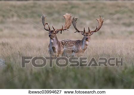"Fallow deer (Dama dama), Copenhagen, Denmark, Europe" View Large Photo Image Stock Photo - "Fallow deer (Dama dama), Copenhagen, Denmark, Europe". Fotosearch